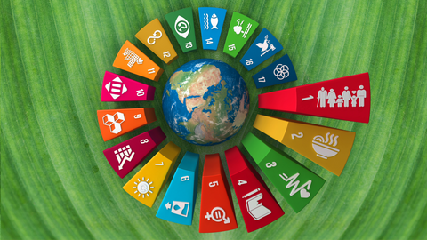 Aligning Beesiness with UN SDGs for Sustainable Impact